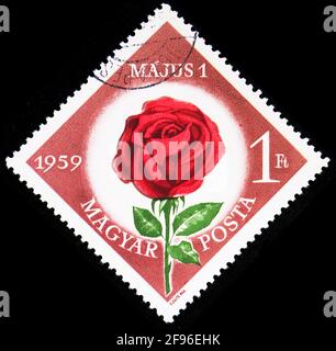 MOSCOU, RUSSIE - 21 AOÛT 2019 : le timbre-poste imprimé en Hongrie montre Rose (Rosa hybr.), 1 forint hongrois, 1er mai série, vers 1959 Banque D'Images