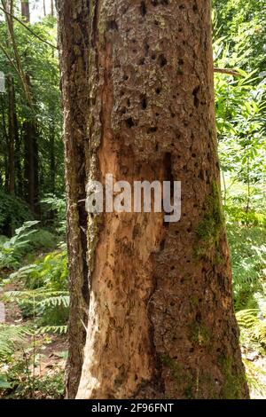 Infestation de dendroctone sur un arbre, Mettlach, Saartal, Sarre, Allemagne Banque D'Images