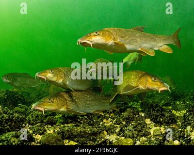 Barbel, Barbus barbus, rivière Traun en Autriche Banque D'Images