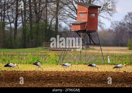 Dülmen, NRW, Allemagne. 16 avril 2021. Un grand groupe de 17 rares cigogne blanche sauvage (Ciconia ciconia) profite d'un champ fraîchement labouré, se férégalant sur les vers et autres petites proies. L'agriculteur, qui dit qu'il est heureux de voir un nombre croissant de grands oiseaux migrateurs revenir chaque année, manoeuvrer soigneusement autour des oiseaux chéants. Le groupe est principalement des mâles, les femelles se reproduisant déjà en nid dans toute la campagne environnante. Credit: Imagetraceur/Alamy Live News Banque D'Images