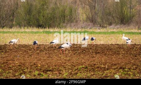 Dülmen, NRW, Allemagne. 16 avril 2021. Un grand groupe de 17 rares cigogne blanche sauvage (Ciconia ciconia) profite d'un champ fraîchement labouré, se férégalant sur les vers et autres petites proies. L'agriculteur, qui dit qu'il est heureux de voir un nombre croissant de grands oiseaux migrateurs revenir chaque année, manoeuvrer soigneusement autour des oiseaux chéants. Le groupe est principalement des mâles, les femelles se reproduisant déjà en nid dans toute la campagne environnante. Credit: Imagetraceur/Alamy Live News Banque D'Images