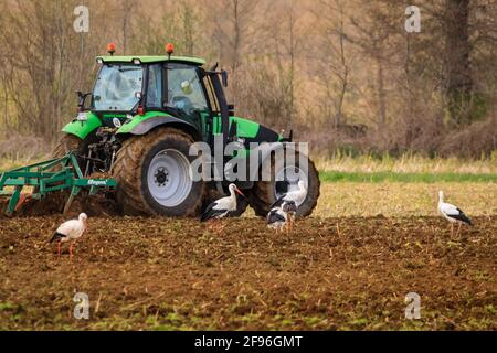 Dülmen, NRW, Allemagne. 16 avril 2021. Un grand groupe de 17 rares cigogne blanche sauvage (Ciconia ciconia) profite d'un champ fraîchement labouré, se férégalant sur les vers et autres petites proies. L'agriculteur, qui dit qu'il est heureux de voir un nombre croissant de grands oiseaux migrateurs revenir chaque année, manoeuvrer soigneusement autour des oiseaux chéants. Le groupe est principalement des mâles, les femelles se reproduisant déjà en nid dans toute la campagne environnante. Credit: Imagetraceur/Alamy Live News Banque D'Images