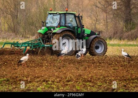 Dülmen, NRW, Allemagne. 16 avril 2021. Un grand groupe de 17 rares cigogne blanche sauvage (Ciconia ciconia) profite d'un champ fraîchement labouré, se férégalant sur les vers et autres petites proies. L'agriculteur, qui dit qu'il est heureux de voir un nombre croissant de grands oiseaux migrateurs revenir chaque année, manoeuvrer soigneusement autour des oiseaux chéants. Le groupe est principalement des mâles, les femelles se reproduisant déjà en nid dans toute la campagne environnante. Credit: Imagetraceur/Alamy Live News Banque D'Images