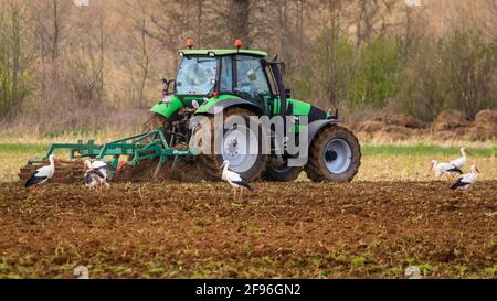 Dülmen, NRW, Allemagne. 16 avril 2021. Un grand groupe de 17 rares cigogne blanche sauvage (Ciconia ciconia) profite d'un champ fraîchement labouré, se férégalant sur les vers et autres petites proies. L'agriculteur, qui dit qu'il est heureux de voir un nombre croissant de grands oiseaux migrateurs revenir chaque année, manoeuvrer soigneusement autour des oiseaux chéants. Le groupe est principalement des mâles, les femelles se reproduisant déjà en nid dans toute la campagne environnante. Credit: Imagetraceur/Alamy Live News Banque D'Images