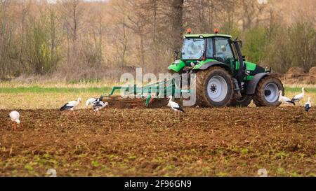 Dülmen, NRW, Allemagne. 16 avril 2021. Un grand groupe de 17 rares cigogne blanche sauvage (Ciconia ciconia) profite d'un champ fraîchement labouré, se férégalant sur les vers et autres petites proies. L'agriculteur, qui dit qu'il est heureux de voir un nombre croissant de grands oiseaux migrateurs revenir chaque année, manoeuvrer soigneusement autour des oiseaux chéants. Le groupe est principalement des mâles, les femelles se reproduisant déjà en nid dans toute la campagne environnante. Credit: Imagetraceur/Alamy Live News Banque D'Images