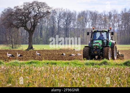 Dülmen, NRW, Allemagne. 16 avril 2021. Un grand groupe de 17 rares cigogne blanche sauvage (Ciconia ciconia) profite d'un champ fraîchement labouré, se férégalant sur les vers et autres petites proies. L'agriculteur, qui dit qu'il est heureux de voir un nombre croissant de grands oiseaux migrateurs revenir chaque année, manoeuvrer soigneusement autour des oiseaux chéants. Le groupe est principalement des mâles, les femelles se reproduisant déjà en nid dans toute la campagne environnante. Credit: Imagetraceur/Alamy Live News Banque D'Images