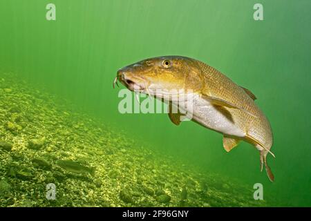 Barbel, Barbus barbus, rivière Traun en Autriche Banque D'Images