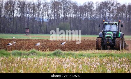 Dülmen, NRW, Allemagne. 16 avril 2021. Un grand groupe de 17 rares cigogne blanche sauvage (Ciconia ciconia) profite d'un champ fraîchement labouré, se férégalant sur les vers et autres petites proies. L'agriculteur, qui dit qu'il est heureux de voir un nombre croissant de grands oiseaux migrateurs revenir chaque année, manoeuvrer soigneusement autour des oiseaux chéants. Le groupe est principalement des mâles, les femelles se reproduisant déjà en nid dans toute la campagne environnante. Credit: Imagetraceur/Alamy Live News Banque D'Images