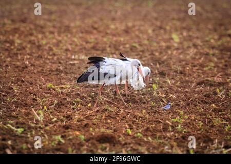 Dülmen, NRW, Allemagne. 16 avril 2021. Un grand groupe de 17 rares cigogne blanche sauvage (Ciconia ciconia) profite d'un champ fraîchement labouré, se férégalant sur les vers et autres petites proies. L'agriculteur, qui dit qu'il est heureux de voir un nombre croissant de grands oiseaux migrateurs revenir chaque année, manoeuvrer soigneusement autour des oiseaux chéants. Le groupe est principalement des mâles, les femelles se reproduisant déjà en nid dans toute la campagne environnante. Credit: Imagetraceur/Alamy Live News Banque D'Images