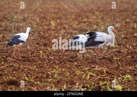 Dülmen, NRW, Allemagne. 16 avril 2021. Un grand groupe de 17 rares cigogne blanche sauvage (Ciconia ciconia) profite d'un champ fraîchement labouré, se férégalant sur les vers et autres petites proies. L'agriculteur, qui dit qu'il est heureux de voir un nombre croissant de grands oiseaux migrateurs revenir chaque année, manoeuvrer soigneusement autour des oiseaux chéants. Le groupe est principalement des mâles, les femelles se reproduisant déjà en nid dans toute la campagne environnante. Credit: Imagetraceur/Alamy Live News Banque D'Images