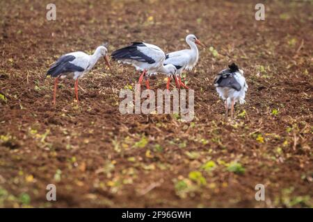 Dülmen, NRW, Allemagne. 16 avril 2021. Un grand groupe de 17 rares cigogne blanche sauvage (Ciconia ciconia) profite d'un champ fraîchement labouré, se férégalant sur les vers et autres petites proies. L'agriculteur, qui dit qu'il est heureux de voir un nombre croissant de grands oiseaux migrateurs revenir chaque année, manoeuvrer soigneusement autour des oiseaux chéants. Le groupe est principalement des mâles, les femelles se reproduisant déjà en nid dans toute la campagne environnante. Credit: Imagetraceur/Alamy Live News Banque D'Images