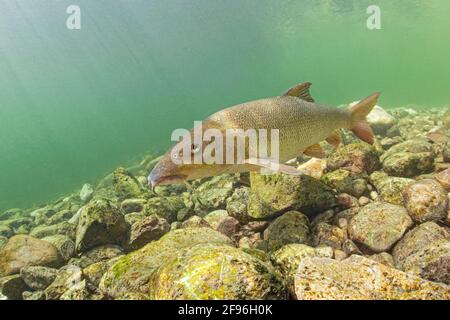 Barbel, Barbus barbus, rivière Traun en Autriche Banque D'Images