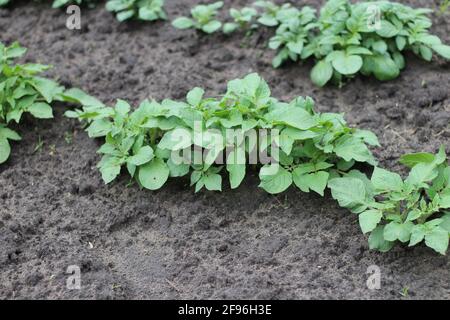 Rangée de plants de pommes de terre fraîchement germés dans le sol Banque D'Images