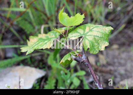 Les feuilles blancrées d'un jeune pépins de raisin. Maladies de la vigne Banque D'Images