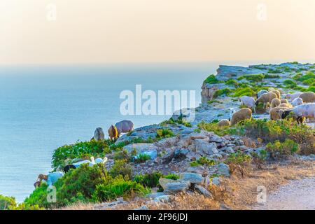 Vue au coucher du soleil sur les falaises de Ta Cenc à Gozo, Malte Banque D'Images