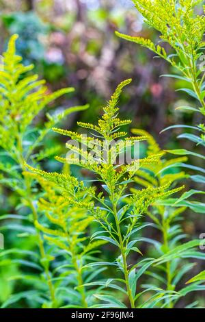 Goldenrod dans le jardin Banque D'Images