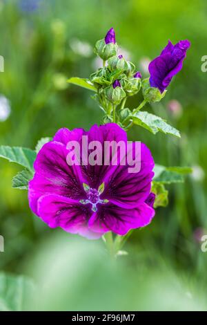 Rose Trémière, Alcea rosea Banque D'Images