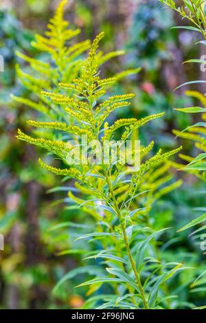 Goldenrod dans le jardin Banque D'Images