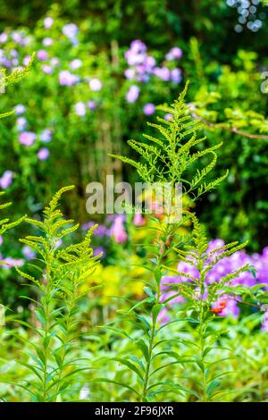 Goldenrod dans le jardin Banque D'Images