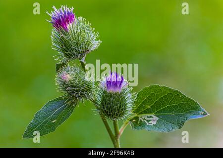 Chardon commun, Cirsium vulgare, fleur, bourgeons Banque D'Images