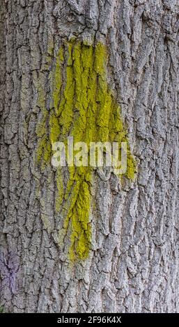 Flèche sur le tronc de l'arbre Banque D'Images