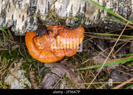 Éponge de Cinnabar du Nord (Pycnoporus cinnabarinus) ou Vermilion Tramete Banque D'Images