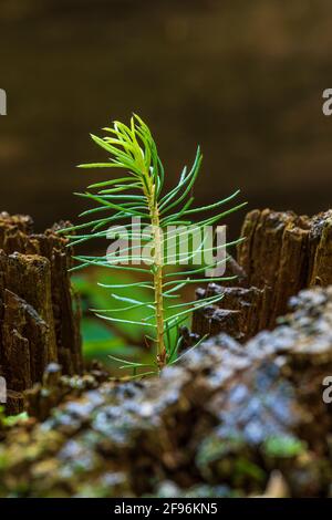 PIN des jeunes Écossais, Pinus sylvestris, gros plan Banque D'Images