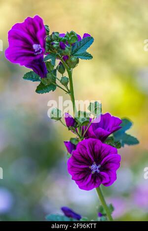 Hollyhock, floraison Banque D'Images