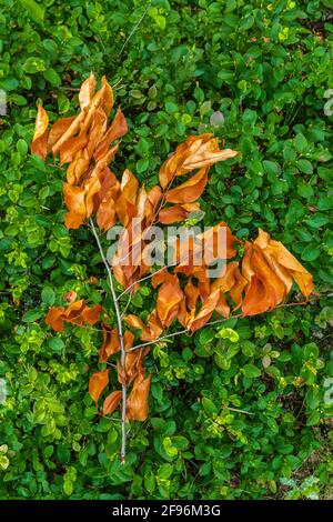 Branche séchée avec des feuilles de l'année dernière sur le sol de la forêt Banque D'Images