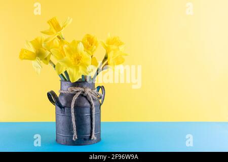 Printemps frais jonquilles jaune vif fleurs en pot de métal sur fond bleu et jaune. Copier l'espace. Banque D'Images