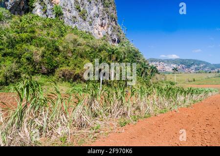 Champ de canne à sucre dans la vallée de Vinales, Cuba Banque D'Images