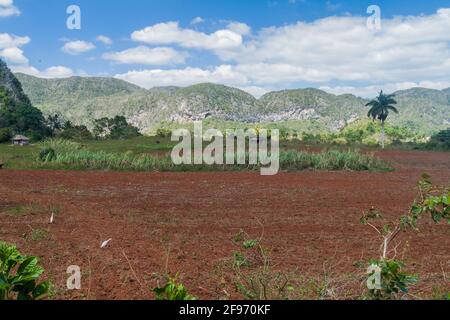 Colline et champs de calcaire de Mogotes dans la vallée de Vinales, Cuba Banque D'Images