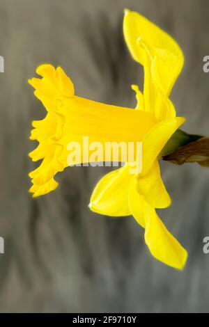 WA19433-00...WASHINGTON - les jonquilles fleurissent à la fin de l'hiver. Banque D'Images