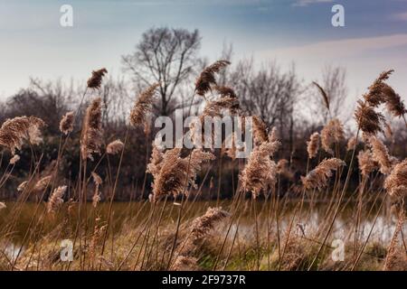 Vue sur le Phragmites australis, connu comme roseau courante soufflant dans le vent Banque D'Images