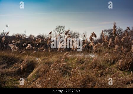 Vue sur le Phragmites australis, connu comme roseau courante soufflant dans le vent Banque D'Images