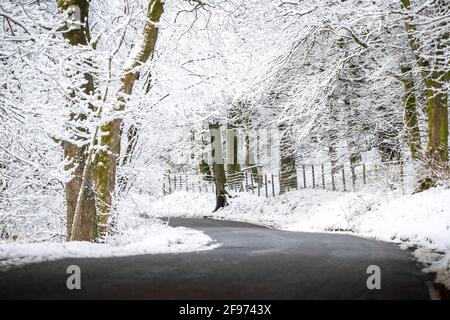 Route de campagne étroite et sinueuse glacée passant sous le couvert d'arbres en hiver recouvert de neige fraîche. Scène froide paysage neigeux faible angle pas de personnes nature Banque D'Images