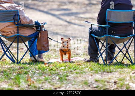 Un petit chien sur une laisse protège le reste de deux personnes âgées assises sur des chaises pliantes dans un parc printanier. Banque D'Images