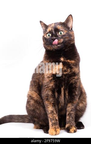 Un chat marbré de tortoiseshell se trouve et lèche sa langue rose. Gros plan, isolé sur fond blanc Banque D'Images