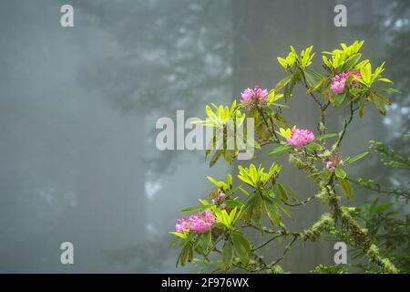 Rhododendron se blottant dans le brouillard, parc national Del Norte Redwoods, parc national et parc national Redwoods, Calfornia. Banque D'Images