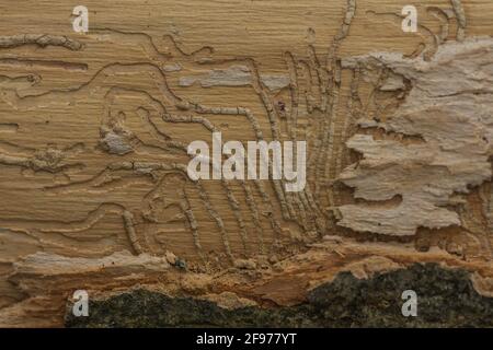 traces d'un coléoptère d'écorce sur un arbre en marchant dans la forêt Banque D'Images