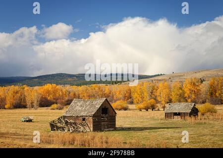 Vieux bâtiments de ranch et arbres en bois de coton de couleur automnale; North Powder River Road, la route pittoresque d'Elkhorn, dans le comté de Baker, dans l'est de l'Oregon. Banque D'Images