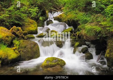 Cascade sur le ruisseau Watson, Umpqua National Forest, de l'Oregon. Banque D'Images