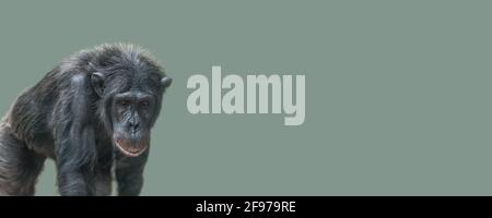 Bannière avec un vieux portrait de chimpanzee de marche sur fond vert clair et solide avec espace de copie pour le texte. Concept biodiversité et conservation de la faune Banque D'Images