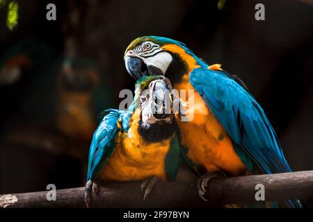 Deux aras bleu et jaune [Ara ararauna] perchés sur une branche, l'un griffant la tête de l'autre. ALIAS : Macaw bleu et or Banque D'Images