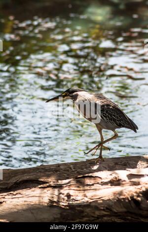 Un héron strié [Butorides striata] marchant sur une bûche au bord d'un lac. Salvador, Brésil. ALIAS: Mangrove Heron, Little Heron, Socó-boi, Socozinho. Banque D'Images