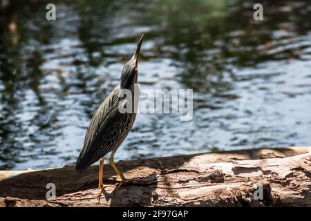 Un héron strié [Butorides striata] sur une bûche près d'un lac qui contrôle ses environs. Salvador, Brésil. ALIAS: Mangrove Heron, Little Heron, Socó-boi, Soco Banque D'Images