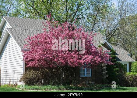 L'écrevisse rose en fleurs, 'Prairie Rose', Malus loensis, dans la pelouse avant d'une maison. Kansas, États-Unis. Banque D'Images