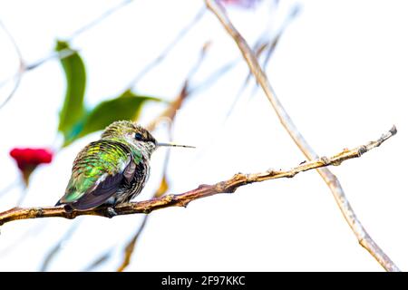 Anna's hummingbird (Calypte anna) repéré à l'extérieur dans Mendocino, Californie, USA - a été nommé d'après Anna Masséna, la Duchesse de Rivoli Banque D'Images