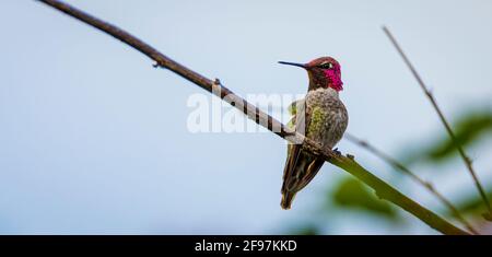 Anna's hummingbird (Calypte anna) repéré à l'extérieur dans Mendocino, Californie, USA - a été nommé d'après Anna Masséna, la Duchesse de Rivoli Banque D'Images