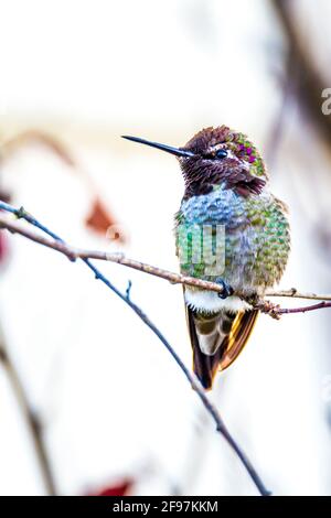 Anna's hummingbird (Calypte anna) repéré à l'extérieur dans Mendocino, Californie, USA - a été nommé d'après Anna Masséna, la Duchesse de Rivoli Banque D'Images